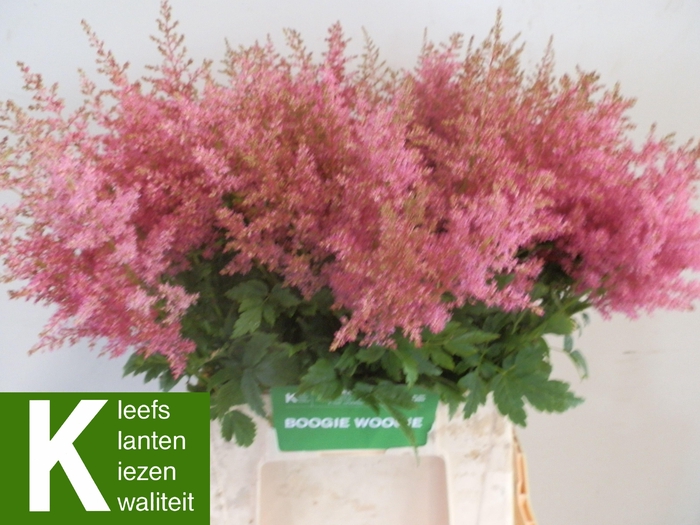 <h4>ASTIL AR BOOG WOOGIE</h4>