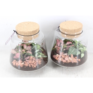 arr3 WR - Terrarium Mercurius small