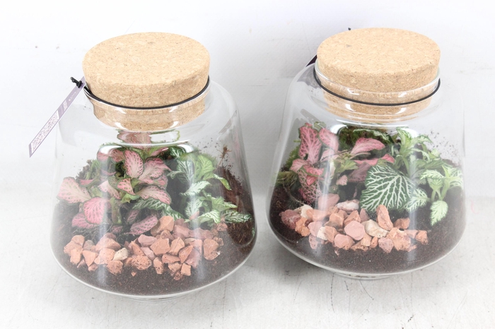 <h4>arr3 WR - Terrarium Mercurius small</h4>