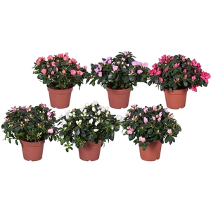 Azalea Vogel gemengd 14cm