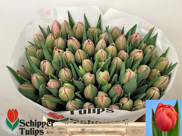 <h4>TU DU ETCHED SALMON</h4>