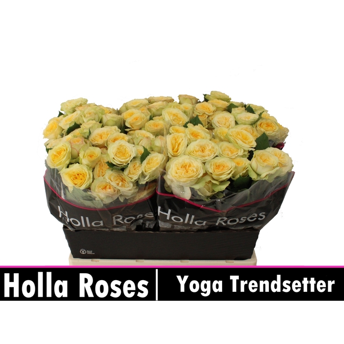 <h4>R TR YOG TRENDSETTER</h4>