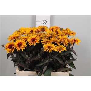 Heliop Yellow Spider