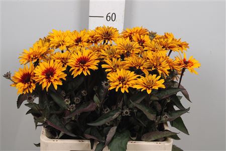 <h4>Heliop Yellow Spider</h4>