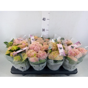 Hydrangea mac. 'Magical Revolution'