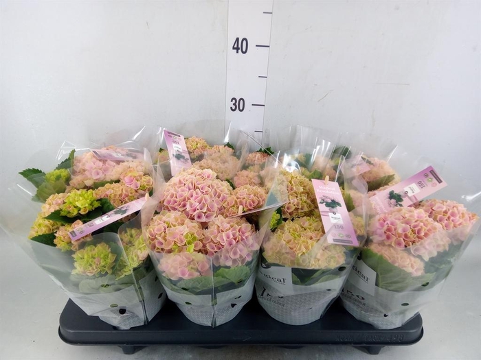 <h4>Hydrangea mac. 'Magical Revolution'</h4>