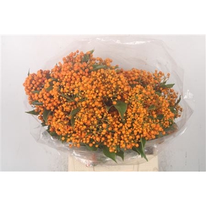 Pitto Rombifolia Orange Per Bunch