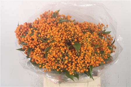 <h4>Pitto Rombifolia Orange Per Bunch</h4>