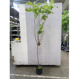 Ficus carica