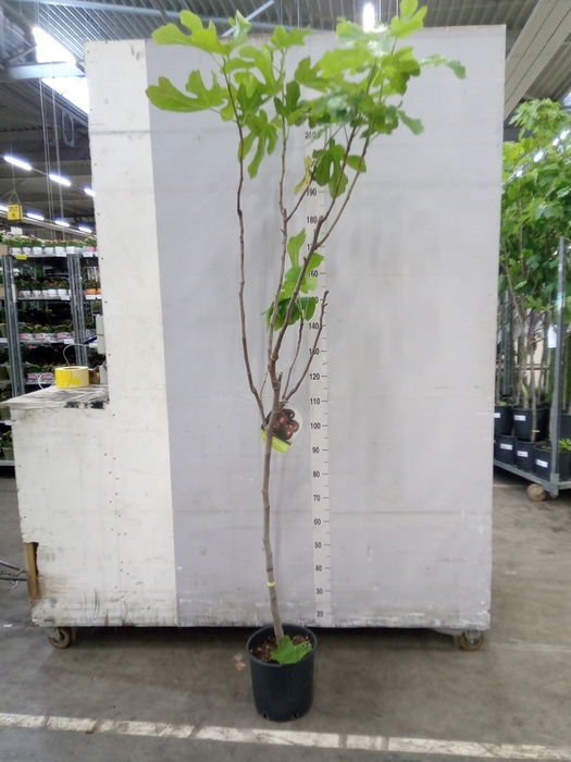 <h4>Ficus carica</h4>