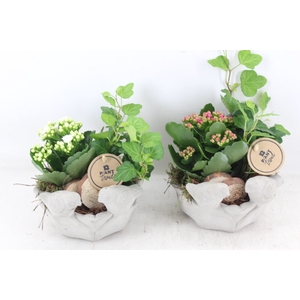arr2 PL - Ker. vogelschaal indoor