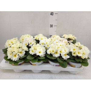 Primula ac. 'Obsidian Light Yellow'