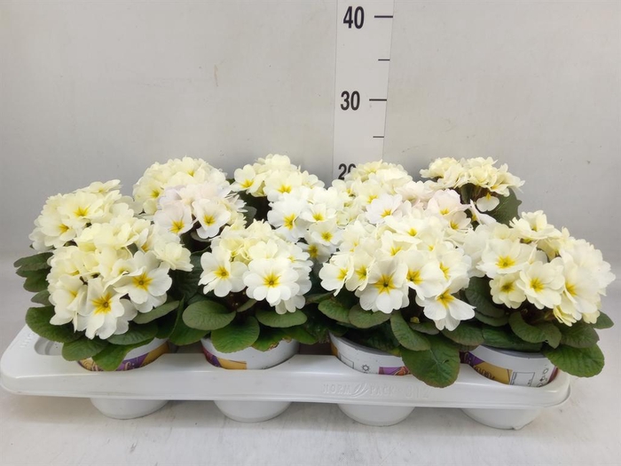 <h4>Primula ac. 'Obsidian Light Yellow'</h4>