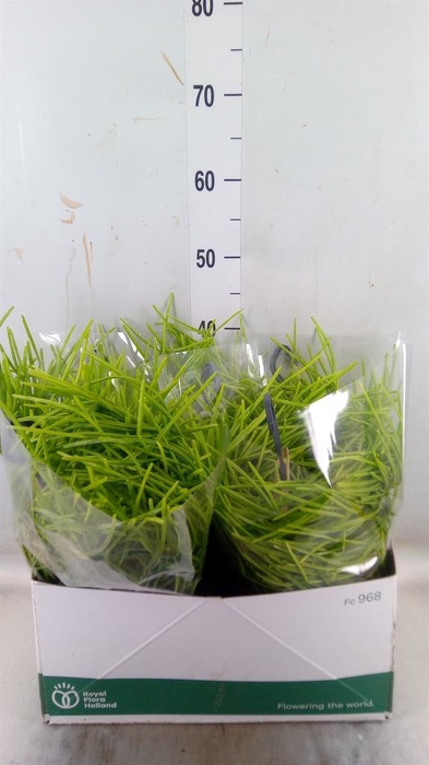 <h4>Rhipsalis   ...</h4>