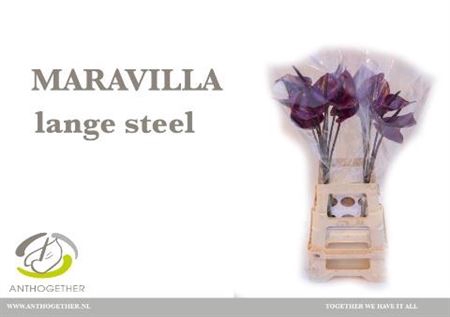 <h4>Anth A Maravilla</h4>