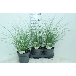 Miscanthus sin. 'Gracillimus'