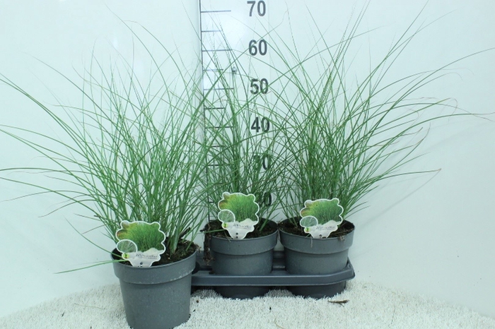 <h4>Miscanthus sin. 'Gracillimus'</h4>