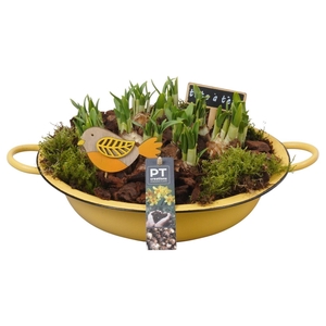 Arr.  Narcissus Tete Tete L%