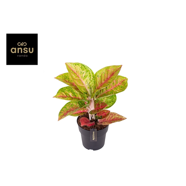 <h4>Aglaonema Grand Poppy</h4>