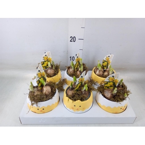 Arr.  Narcissus Tete Tete H%