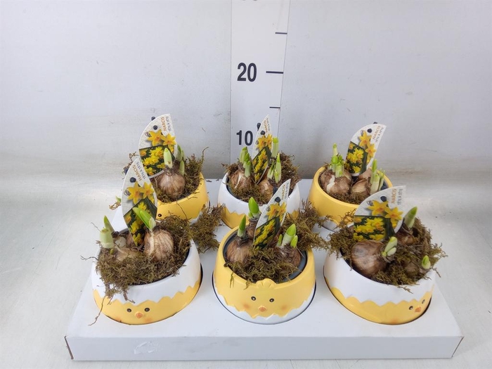 <h4>Arr.  Narcissus Tete Tete H%</h4>