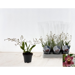 ONCIDIUM RED FANTASY