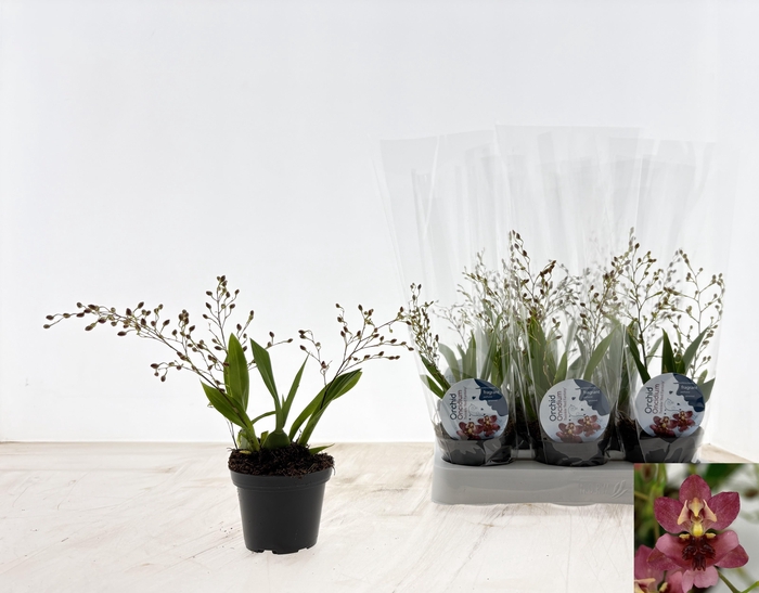 <h4>ONCIDIUM RED FANTASY</h4>