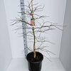 Acer palmatum Ornatum