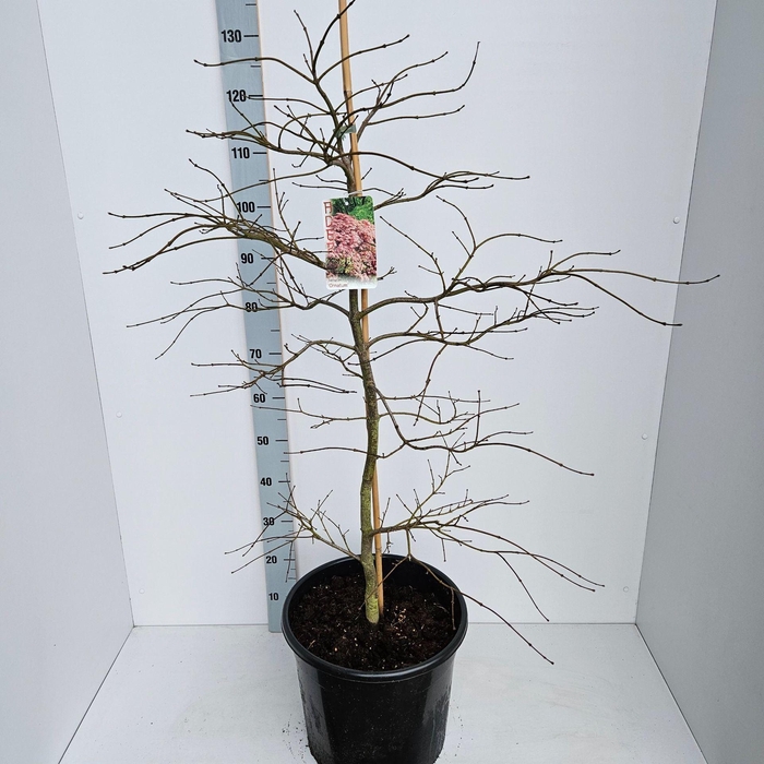 Acer palmatum Ornatum