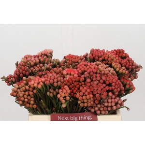Kaaps Groen Red Brunia Medium