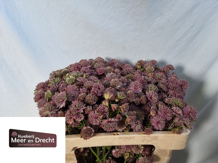 <h4>Astrantia Rosita Meer en Drecht</h4>