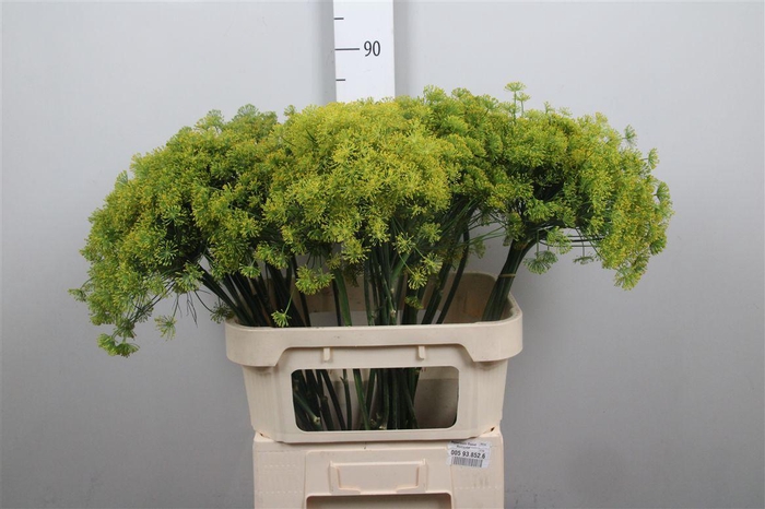 <h4>Anet Graveolens</h4>