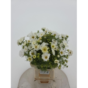 COSMOS BIPINNATUS