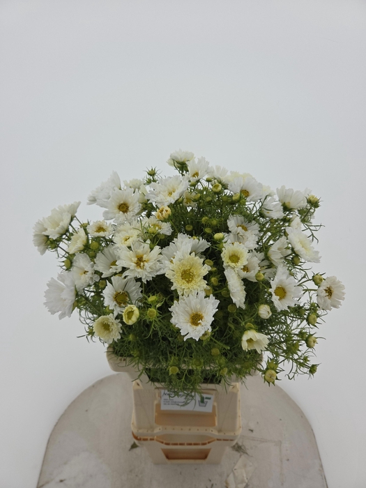 <h4>COSMOS BIPINNATUS</h4>