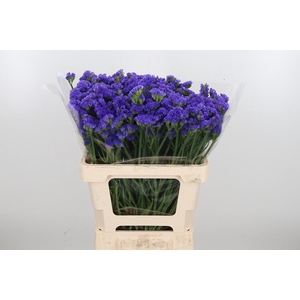 Limonium Crystal Dark Blue