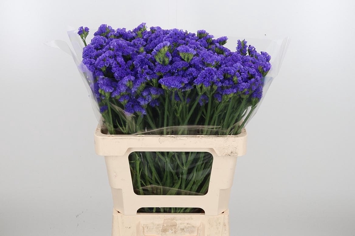 <h4>Limonium Crystal Dark Blue</h4>