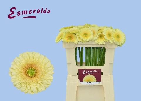 <h4>GE MI ROMILY</h4>