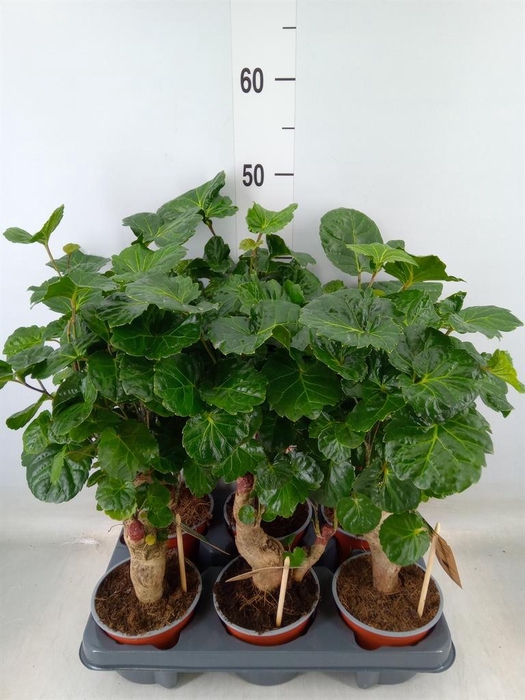 <h4>Polyscias   ...</h4>