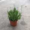 Lavandula angustifolia Aromance White