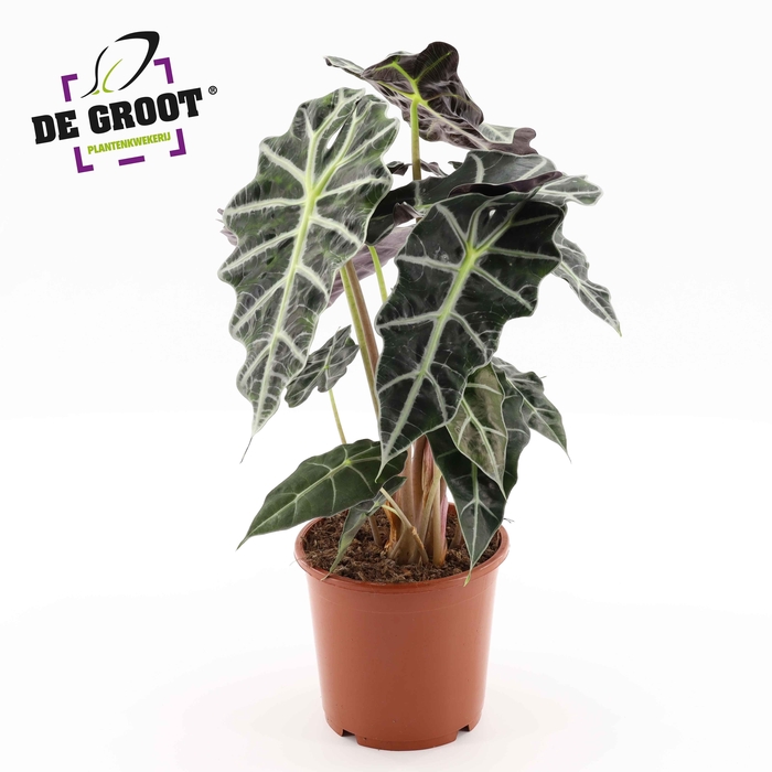 <h4>Alocasia 'Polly'</h4>