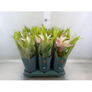 Guzmania  'Deseo Magical White'