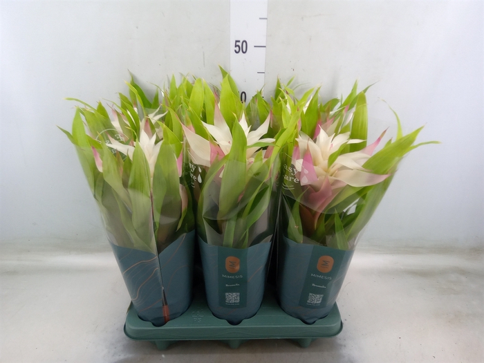 <h4>Guzmania  'Deseo Magical White'</h4>