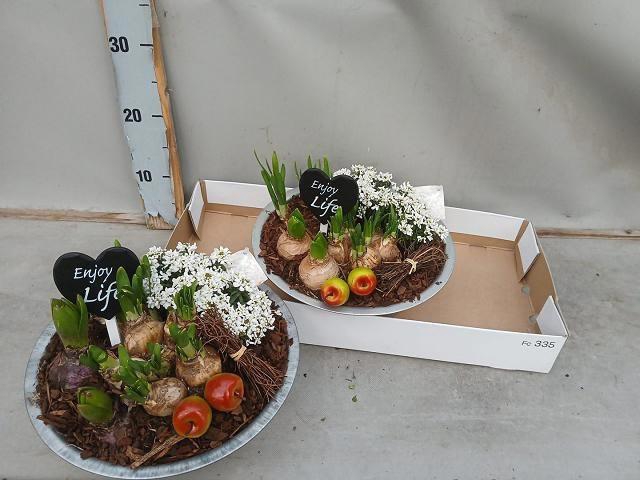 <h4>ARR BOL KNOLGEWAS</h4>