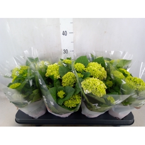 Hydrangea mac. 'Wudu'