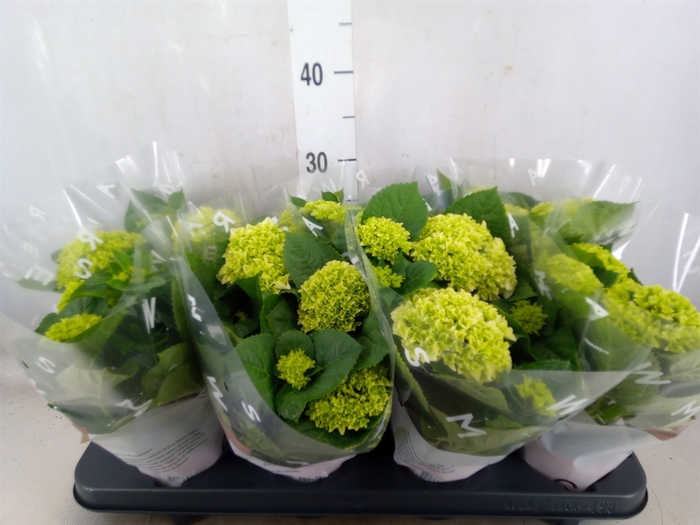 <h4>Hydrangea mac. 'Wudu'</h4>