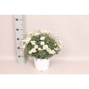 Struikmargriet White