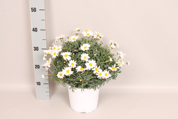 <h4>Struikmargriet White</h4>
