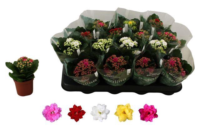 Kal Ge Ro Gem 5 Kl cpot