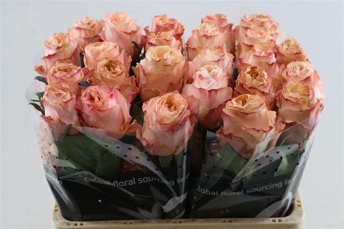 <h4>R Gr Princess Crown Box</h4>