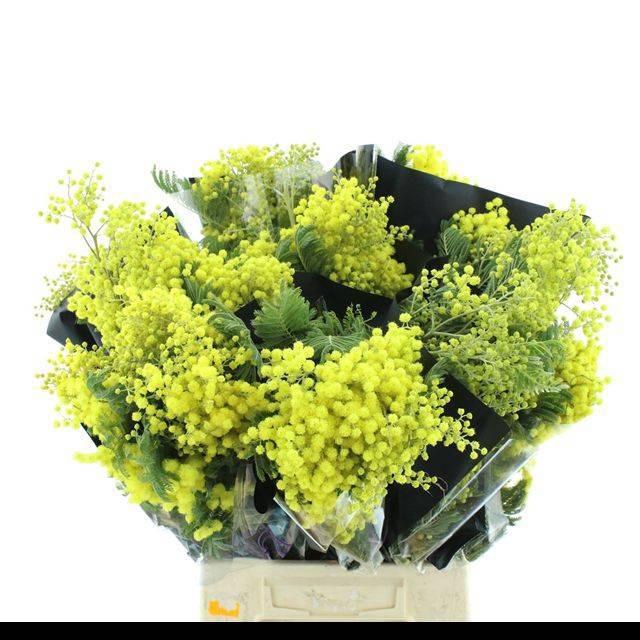 <h4>ACACIA BAILEYA BL BS</h4>